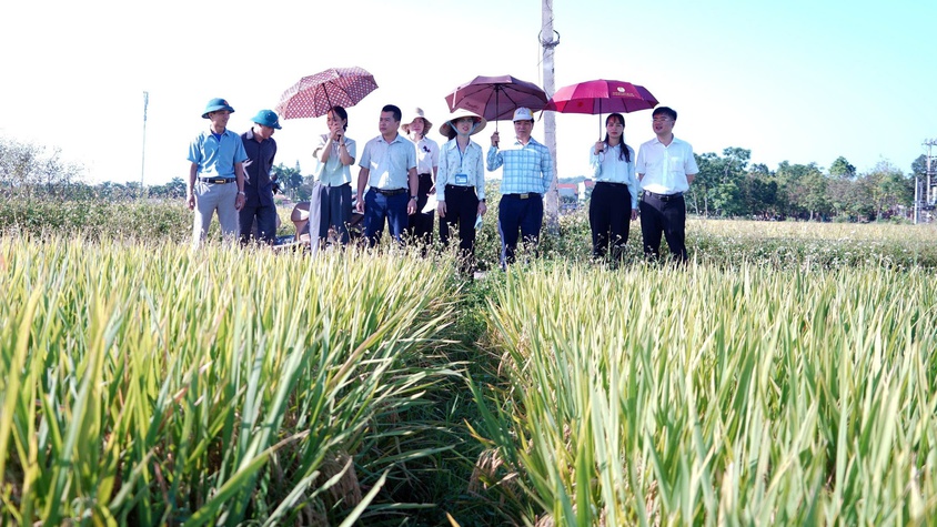 Phường Chương Mỹ đánh giá năng suất lúa vụ Xuân năm 2026, chuẩn bị sản xuất vụ Mùa