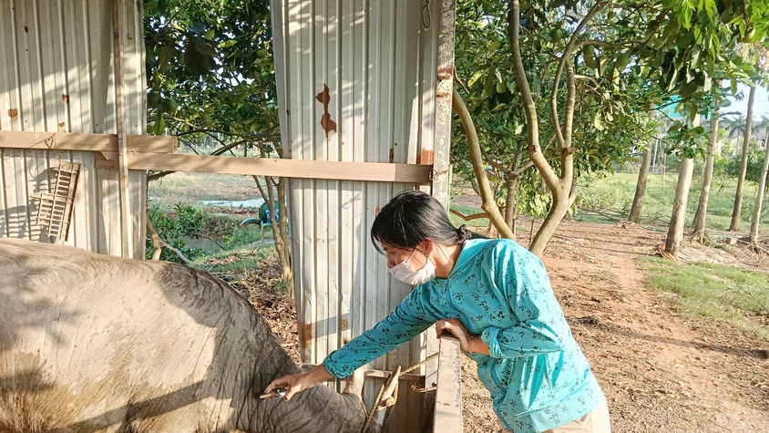QUỐC OAI CHỦ ĐỘNG NGĂN CHẶN NGUY CƠ XÂM NHẬP VIRUS LỞ MỒM LONG MÓNG SEROTYPE SAT 1