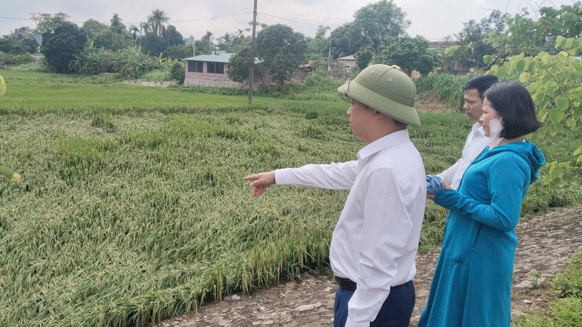 Đồng chí Lê Văn Quân - Bí thư Đảng ủy, Chủ tịch HĐND xã kiểm tra tình hình sản xuất nông nghiệp