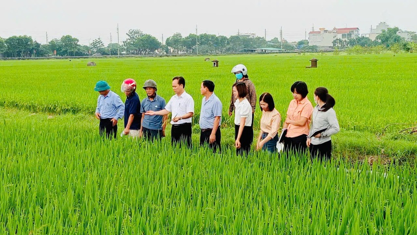 Xã Phúc Thọ nghiệm thu năng suất vụ Xuân năm 2026