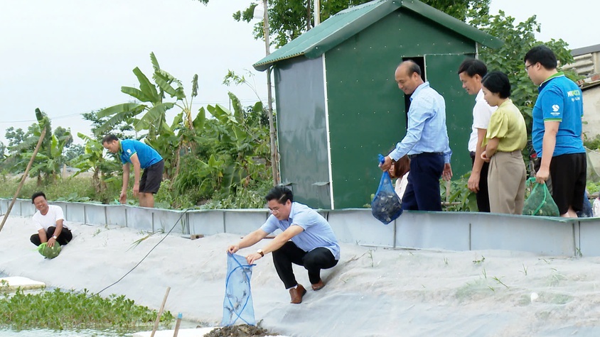 Ứng Hòa triển khai mô hình điểm nuôi cua cà ra xuất khẩu tại thôn Đống Long.