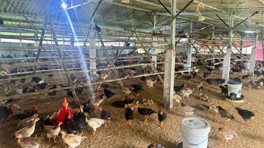 ĐOÀN TNCS HỒ CHÍ MINH XÃ XUÂN MAI TIẾP CẬN NGUỒN VỐN NHCSXH PHÁT TRIỂN KINH TẾ TẠI ĐỊA PHƯƠNG VÀ HỖ TRỢ THANH NIÊN KHỞI NGHIỆP