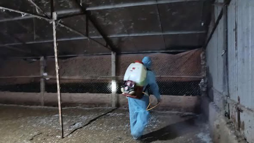 CHỦ ĐỘNG THỰC HIỆN AN TOÀN SINH HỌC TRONG CHĂN NUÔI – GIẢI PHÁP CĂN CƠ PHÒNG, CHỐNG DỊCH BỆNH ĐỘNG VẬT