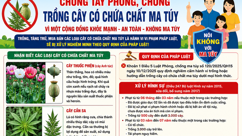 Nhận biết cây có chứa chất ma túy để phòng ngừa vi phạm pháp luật