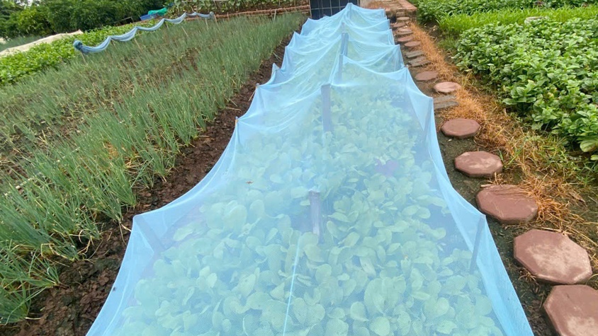 Chủ động chăm sóc cây trồng trong điều kiện nắng nóng, bảo vệ sản xuất vụ Mùa 2026