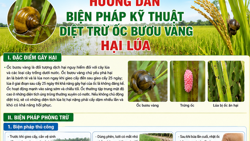 Hướng dẫn biện pháp kỹ thuật diệt trừ ốc bươu vàng hại lúa
