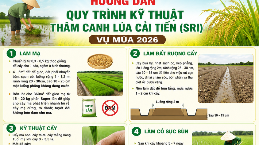 Hướng dẫn quy trình kỹ thuật thâm canh lúa cải tiến (SRI) vụ Mùa 2026