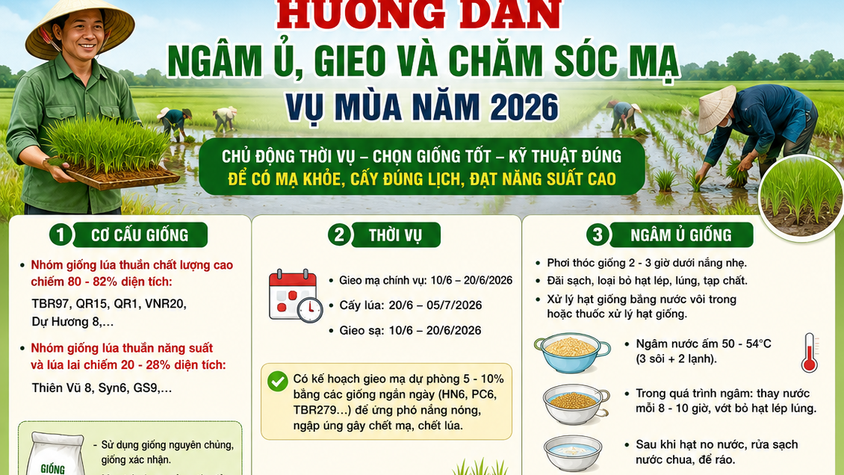 Hướng dẫn ngâm ủ, gieo và chăm sóc mạ vụ Mùa năm 2026