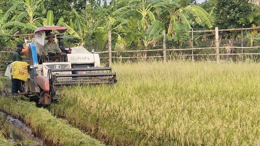 Xã Phú Xuyên: Tập trung thu hoạch lúa vụ xuân, chủ động phòng tránh thiên tai