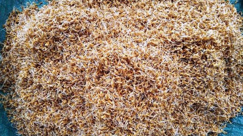 Xã Quảng Bị hướng dẫn kỹ thuật ngâm ủ và chăm sóc mạ vụ Mùa năm 2026