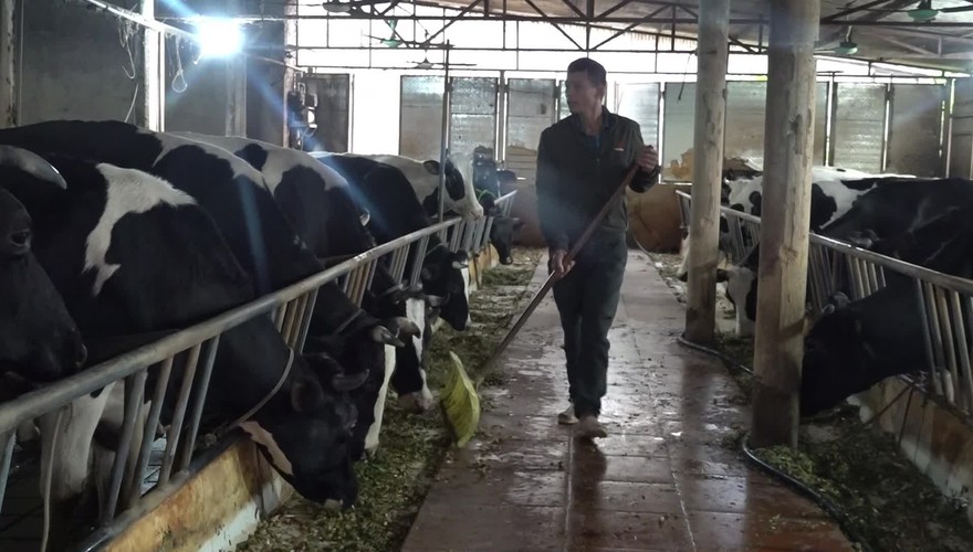 Thu gom chất thải chăn nuôi – Bước nhỏ cho Minh Châu xanh