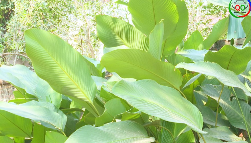  SẮC XANH LÁ DONG SÀI SƠN – GIỮ TRỌN HỒN BÁNH CHƯNG