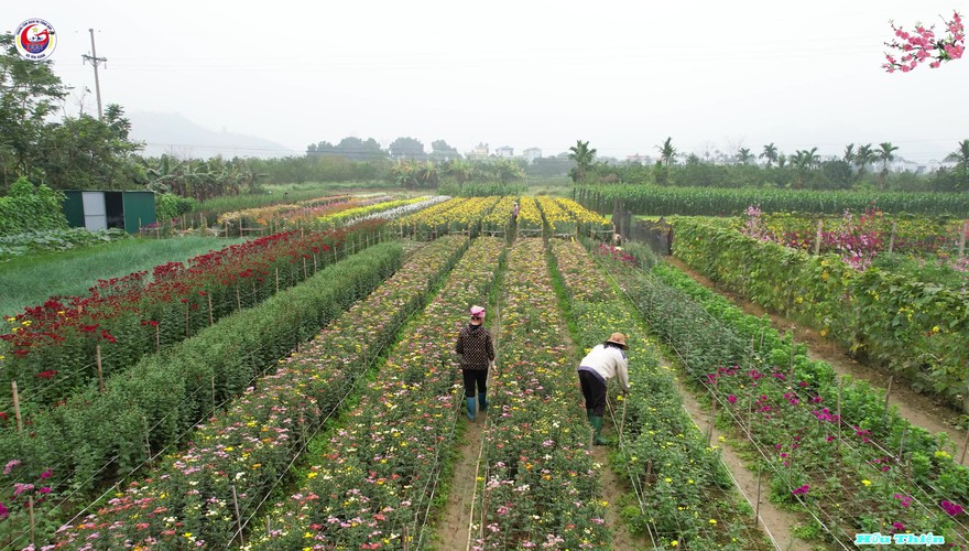 Làng hoa Yên Bình, xã Yên Xuân .