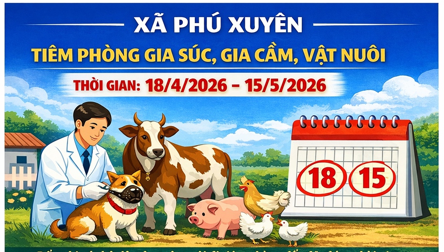 Xã Phú Xuyên tổ chức tiêm phòng bệnh cho đàn gia súc, gia cầm đợt 1 năm 2026
